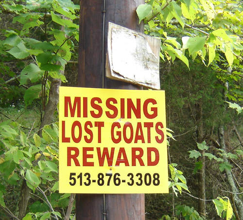 stratene kozy